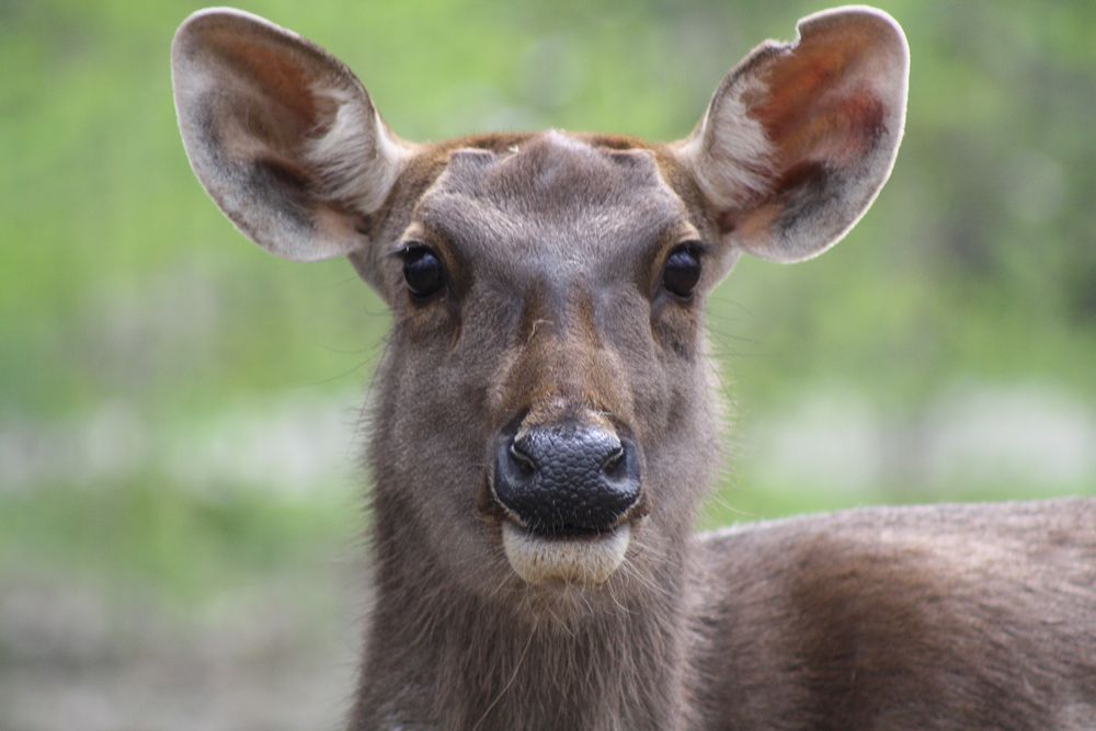 Hinterindischer Sambar