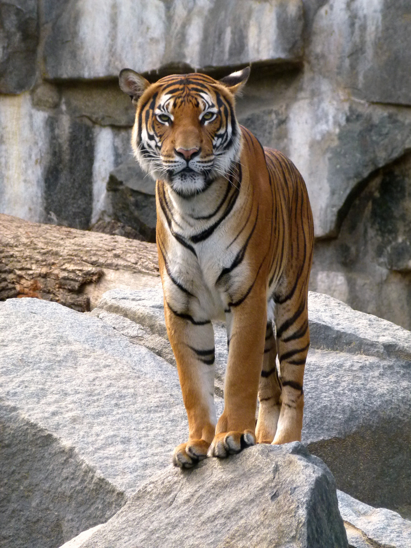 Hinterindischer Tiger