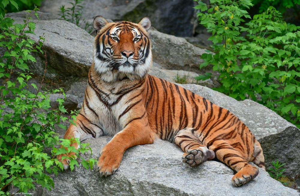 Hinterindischer Tiger Foto & Bild | natur, zoo, tiere Bilder auf
