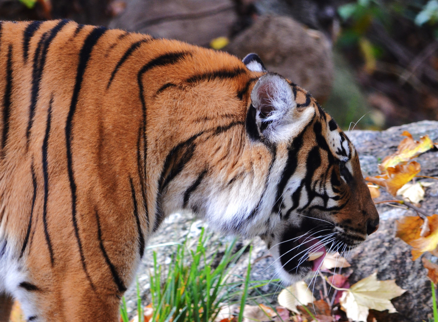Hinterindischer Tiger, Panthera tigris corbetti