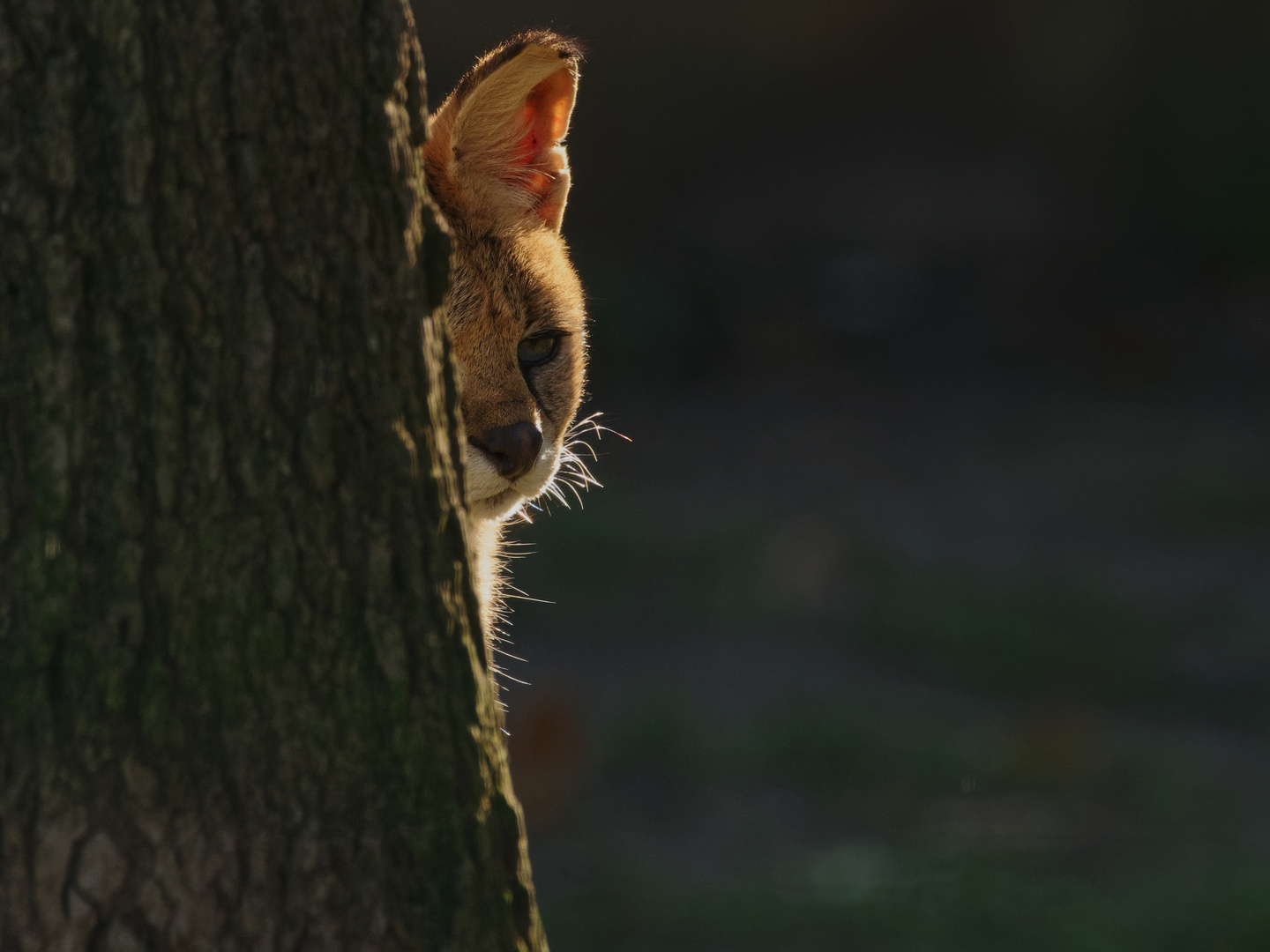 Hinter'm Baum