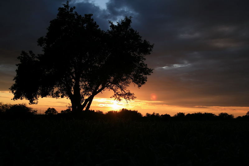 Hinter´m Baum