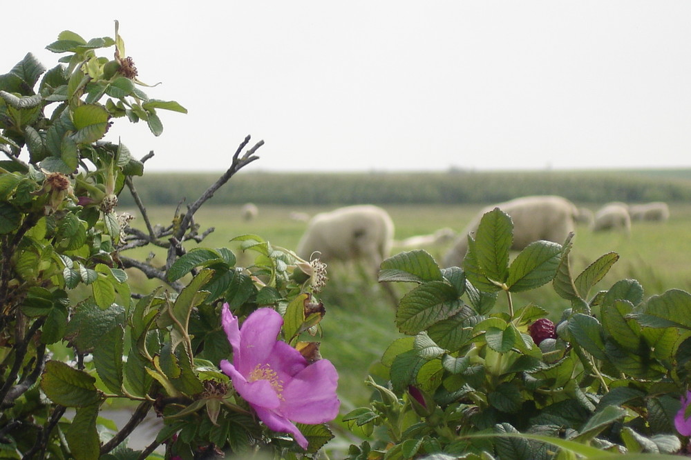 Hinterm Deich- Nordseeimpression