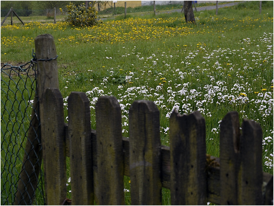 hinterm Gartenzaun