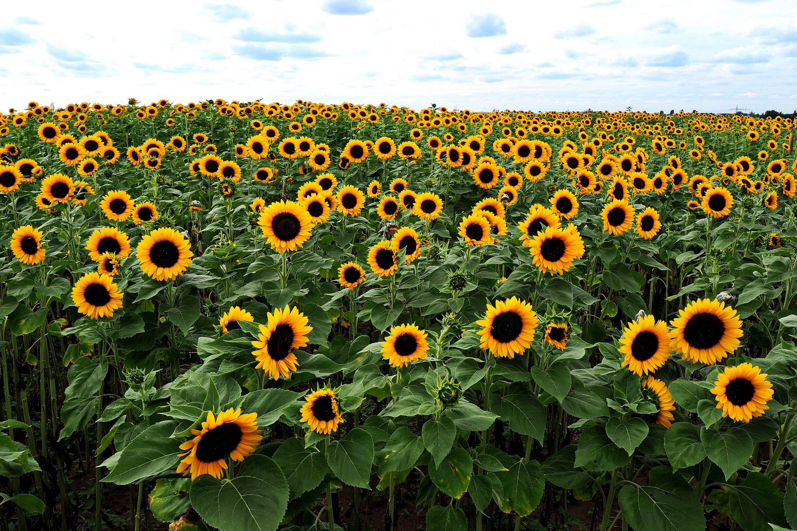 Hinterm Horizont geht´s weiter... Foto & Bild | pflanzen ...