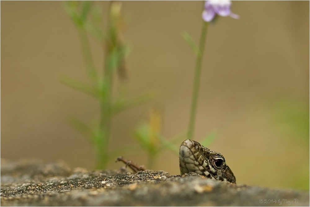 Hinterm Mäuerchen