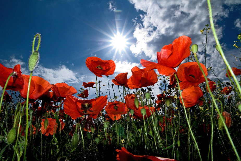 hinterm mohn zuhaus