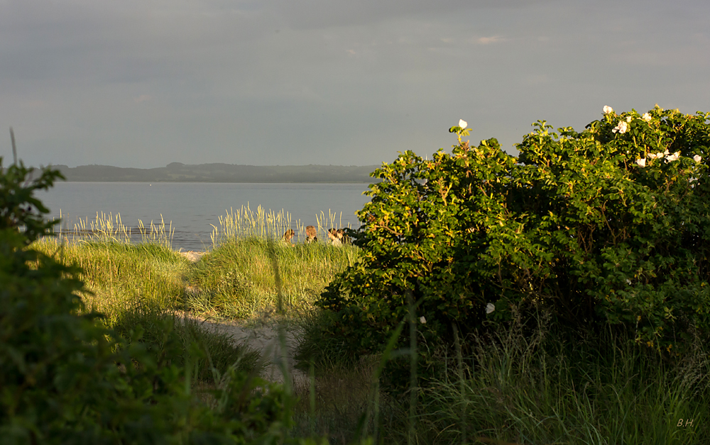 hinterm Strandbewuchs verborgen