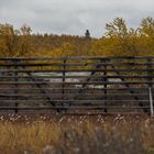 hinterm Zaun fängt der Herbst an