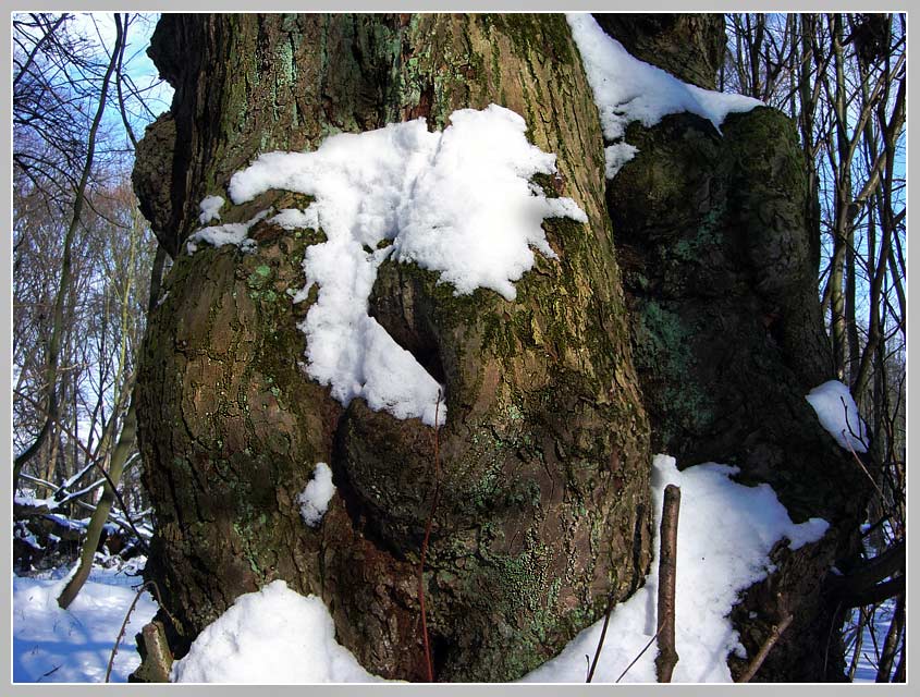 HINTERN baum von Manfred Müller.