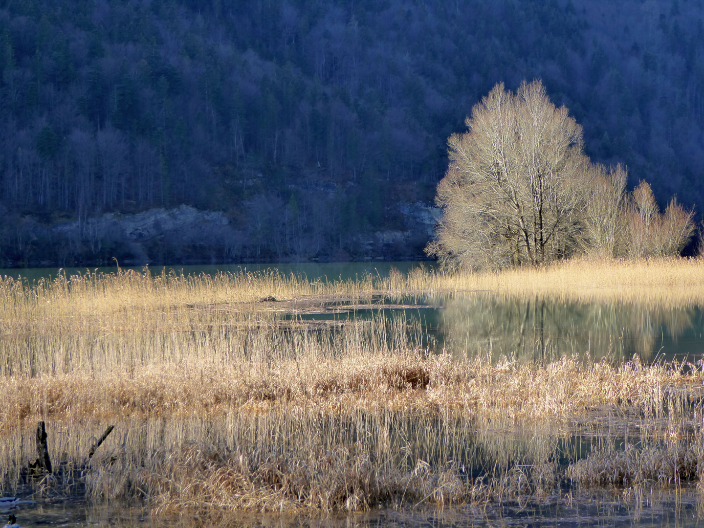 Hintersee Faistenau 