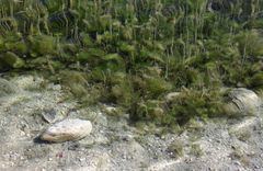 Hintersee - unter Wasser