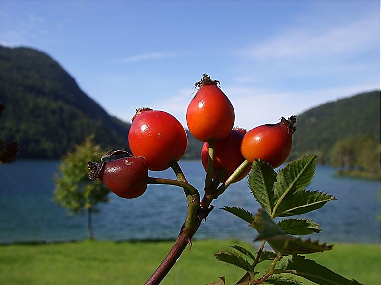 Hintersteiner See/Tirol