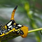 Hinterteil der Raupe vom Wolfsmilchschwärmer (Hyles euphorbiae). - Le postérieur...