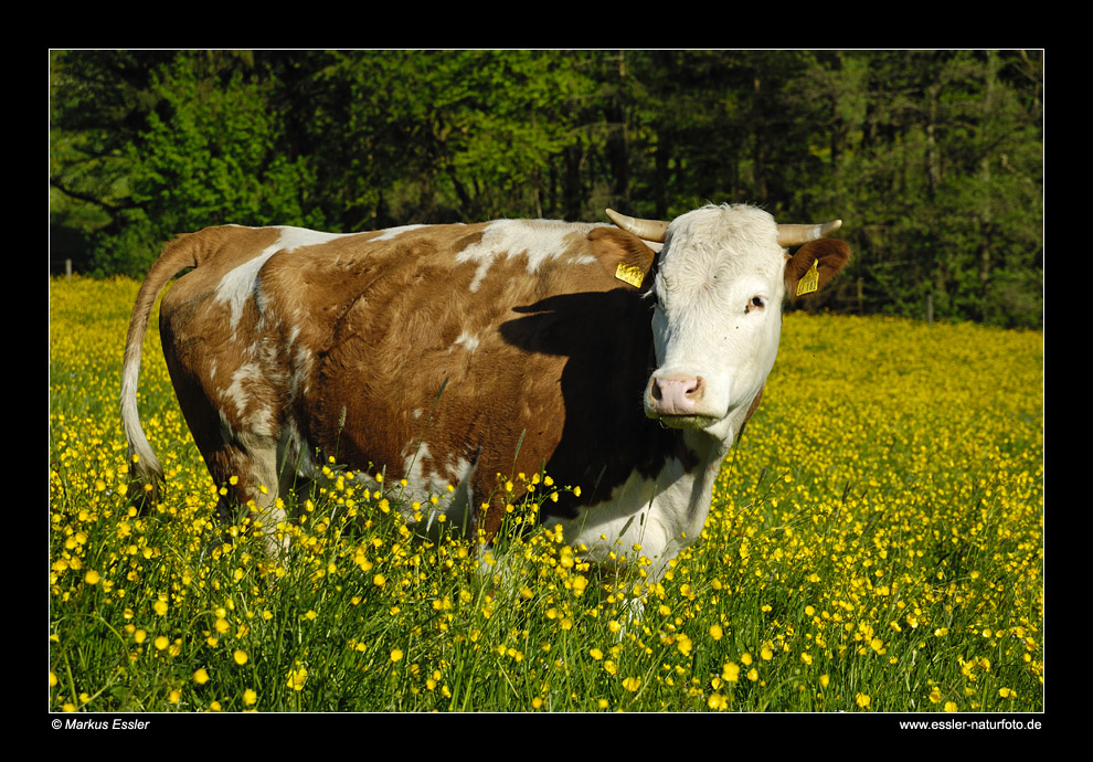 Hinterwälder Rind (Kuh) • Ostalbkreis, Baden-Württemberg, Deutschland (65-22306)