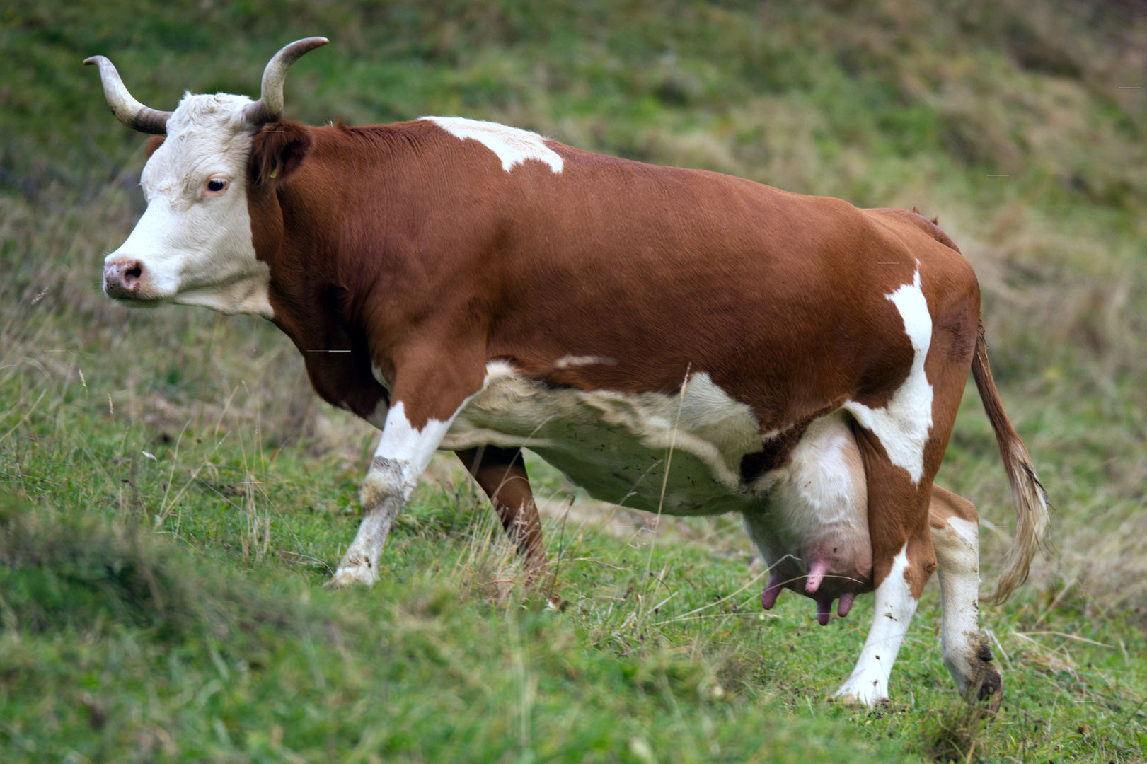 Hinterwälderkuh auf Biohof Hasentrattner in Kärnten