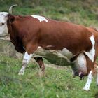 Hinterwälderkuh auf Biohof Hasentrattner in Kärnten