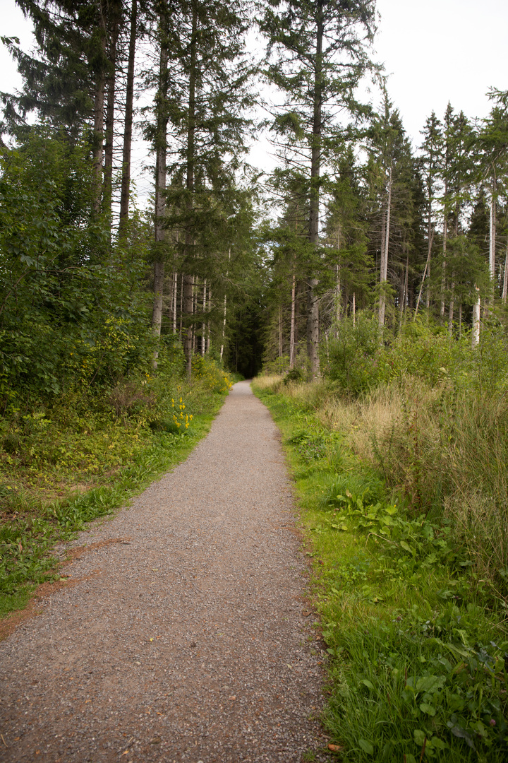 Hinterzartener Moor-Querweg