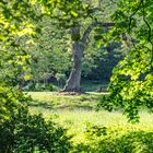 Hinüberscher Garten IX - Hannover