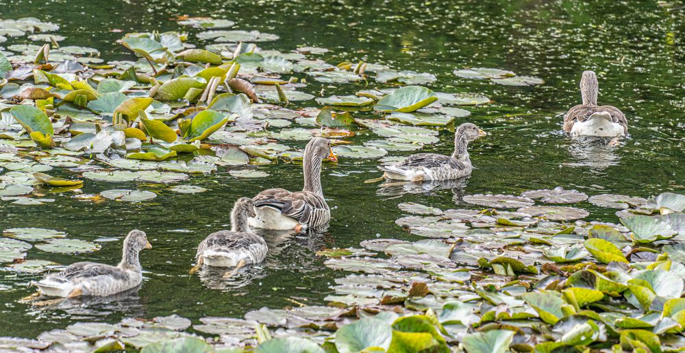 Hinüberscher Garten VI - Hannover