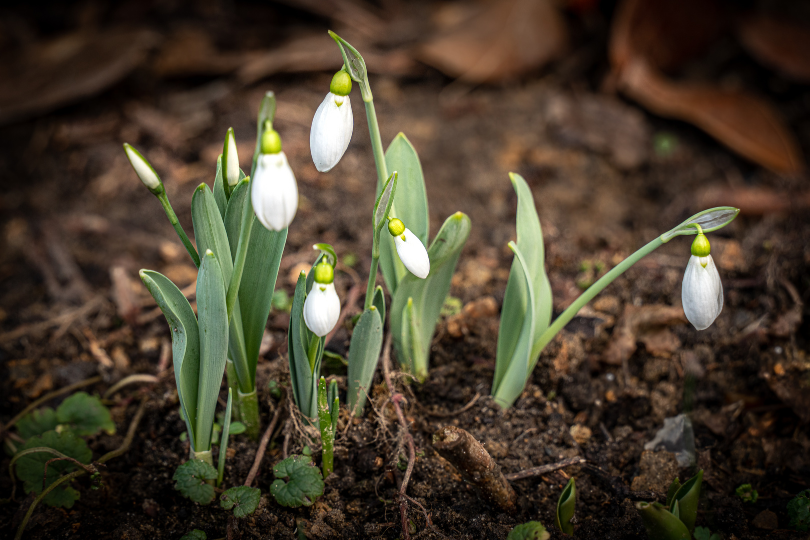 Hinweis auf den Vorfrühling