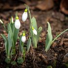 Hinweis auf den Vorfrühling