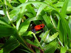 Hip Frogs wear blue Jeans