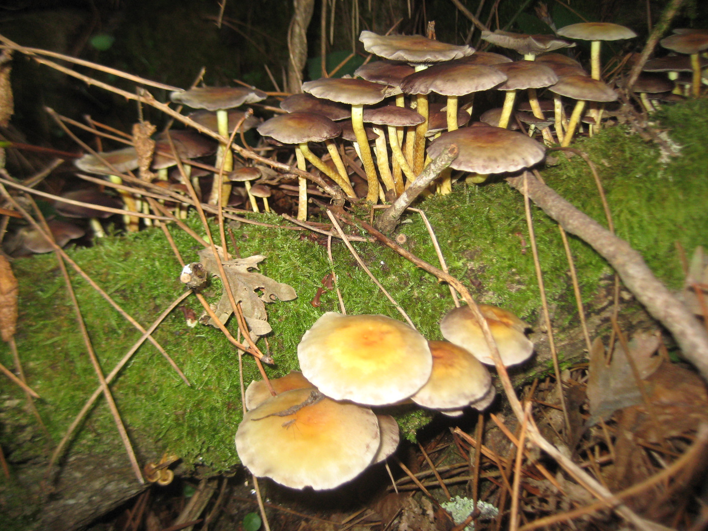 Hipholoma fasciculare