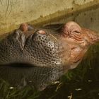 Hipopotame renversé