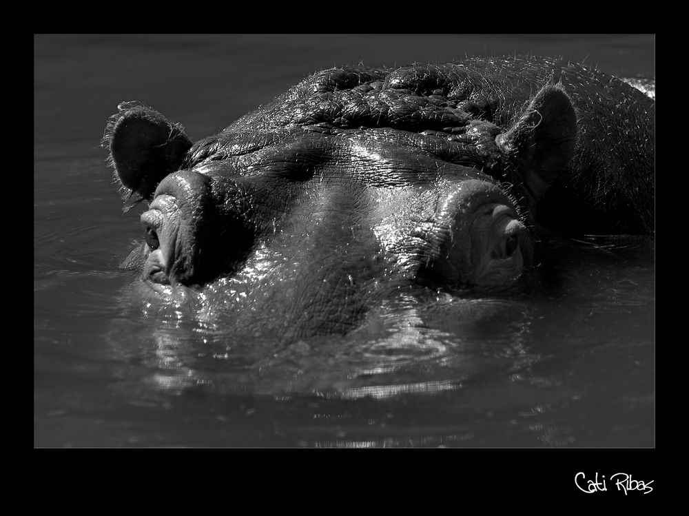 hipopotamo en el agua