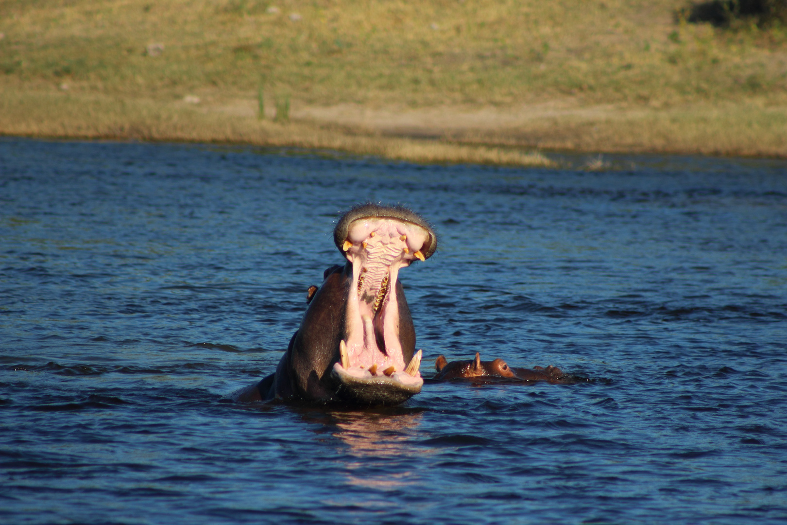 Hipos im Chobe River