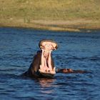 Hipos im Chobe River