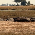 Hipp Pano am Chobe River