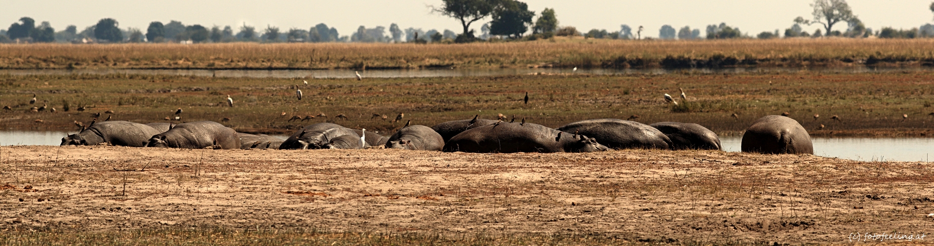 Hipp Pano am Chobe River