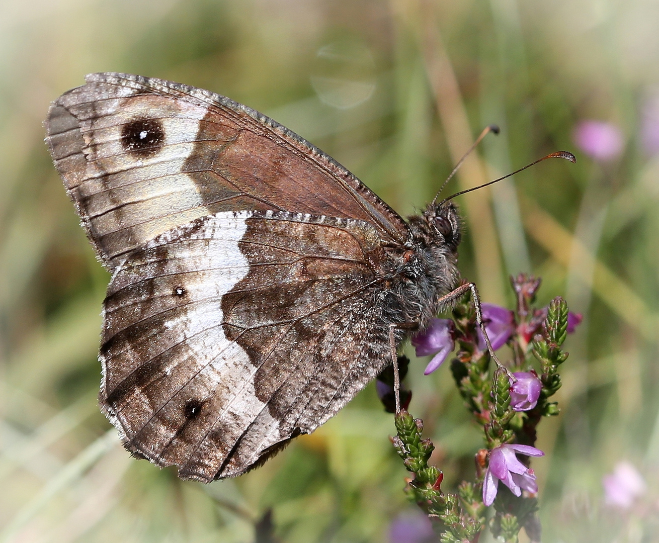 Hipparchia fagi