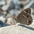 Hipparchia parisatis
