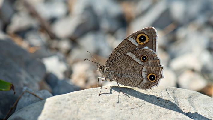 Hipparchia parisatis