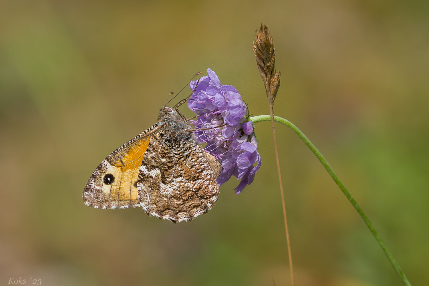 Hipparchia semele