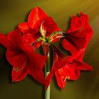 Hippeastrum