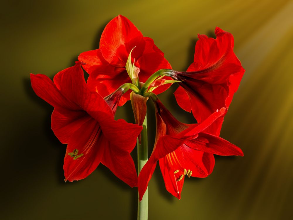 Hippeastrum Foto & Bild pflanzen, pilze & flechten, zimmerpflanzen