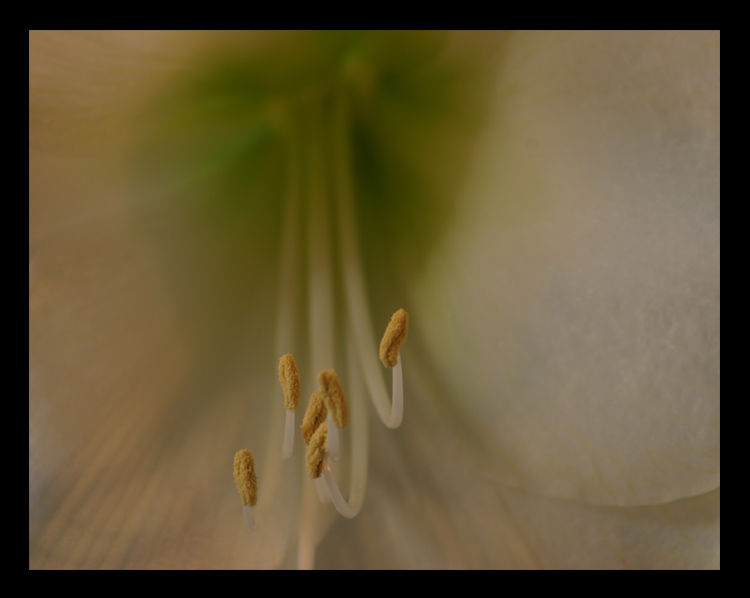 Hippeastrum