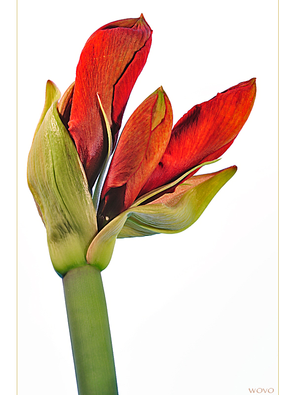 hippeastrum