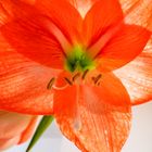 Hippeastrum