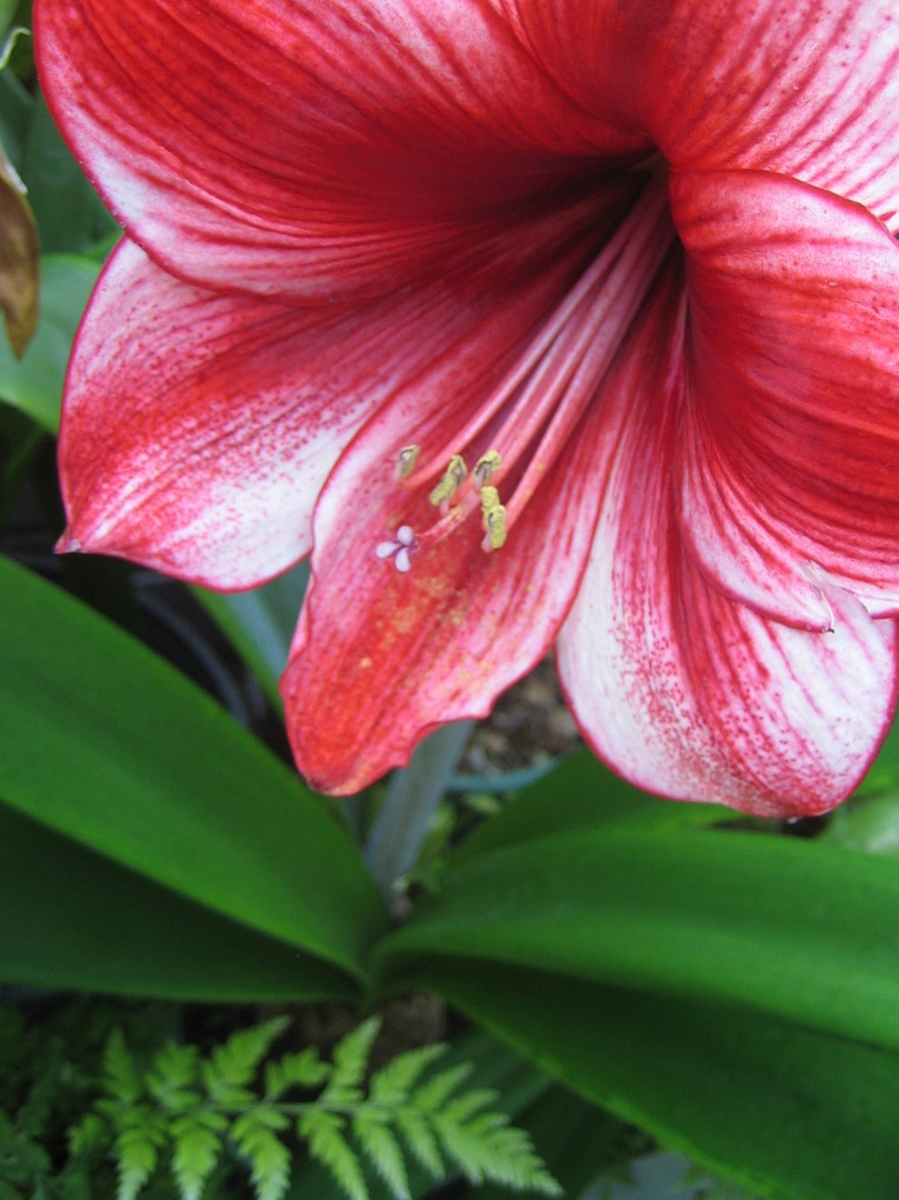 Hippeastrum