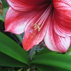 Hippeastrum