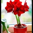 Hippeastrum