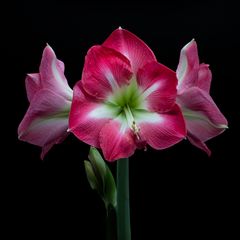 Hippeastrum