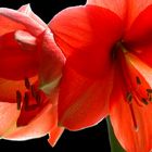 Hippeastrum - Amaryllis ...