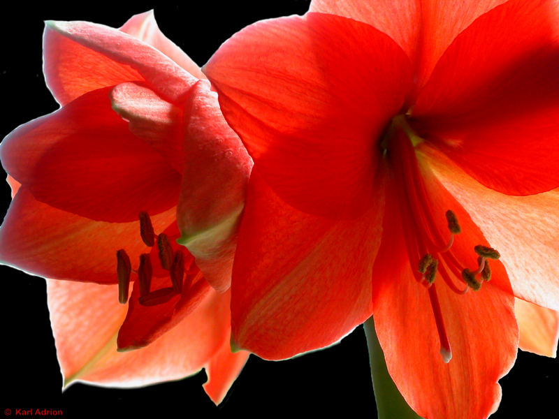 Hippeastrum - Amaryllis ...