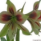 Hippeastrum - Amaryllis "Papilio"